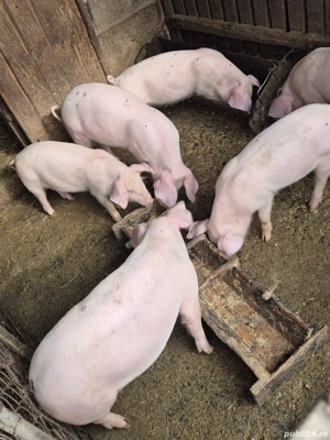 Purcei de vanzare - imagine 3