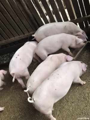 Purcei de vanzare - imagine 2