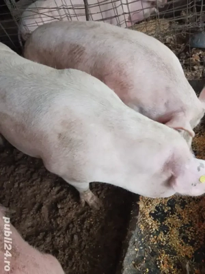 Porci mari  - imagine 4