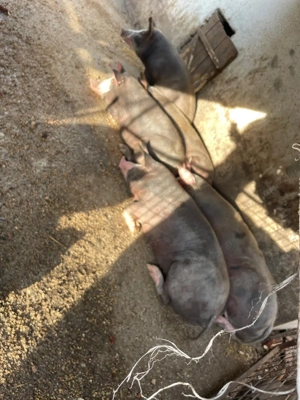 Porci de carne pt sacrificat  - imagine 2 Porci de carne pt sacrificat  - imagine 2