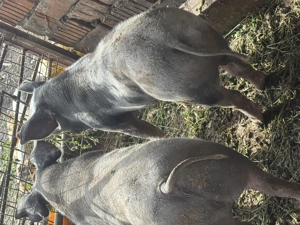 Porci de carne pt sacrificat 