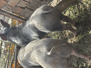 Porci de carne pt sacrificat  - imagine 3 Porci de carne pt sacrificat  - imagine 3