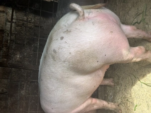 Porci de carne pt sacrificat  - imagine 4 Porci de carne pt sacrificat  - imagine 4