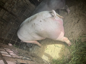 Porci de carne pt sacrificat  - imagine 5 Porci de carne pt sacrificat  - imagine 5