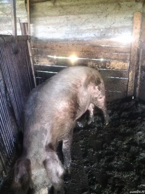 vier 1 an jumătate  - imagine 3