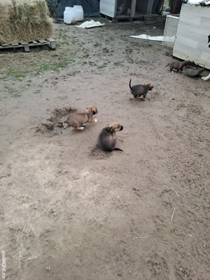 Donez catelusi talie medie