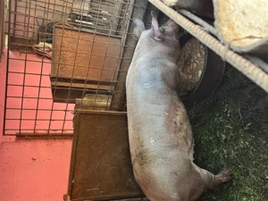 Vând porci între 130 și 170 kg