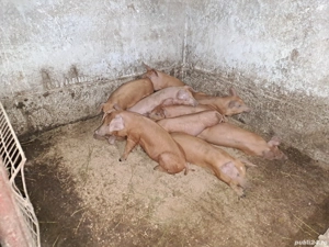 purcei duroc  - imagine 2 purcei duroc  - imagine 2