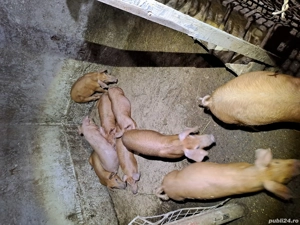 purcei duroc  - imagine 3 purcei duroc  - imagine 3