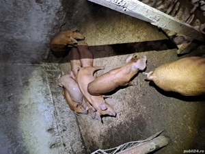 purcei duroc  - imagine 4 purcei duroc  - imagine 4