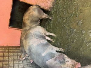 Vând porci între 130 și 170 kg - imagine 2