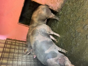 Vând porci între 130 și 170 kg - imagine 6