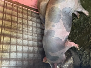 Vând porci între 130 și 170 kg - imagine 5