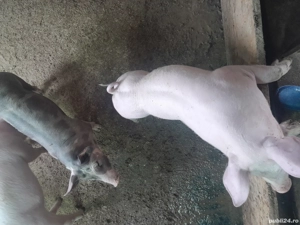 purcei de vanzare - imagine 2