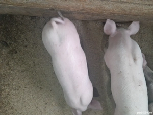 purcei de vanzare - imagine 3