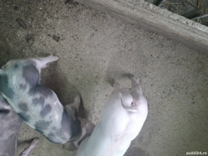 purcei de vanzare - imagine 4