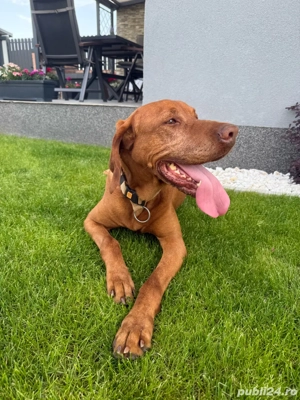 Vizsla maghiar pentru pui! mascul cu pedigree, 7 ani, Timișoara - imagine 2