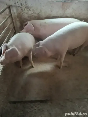 vind porci grasi    - imagine 5