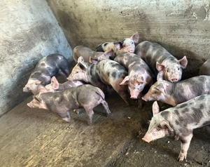 Purcei rasa petrean  - imagine 5