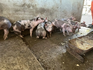 Purcei rasa petrean  - imagine 2