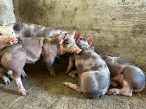 Purcei rasa petrean  - imagine 3