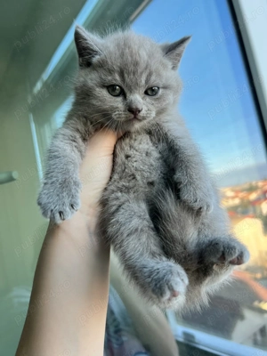 British băiețelul jucăuș