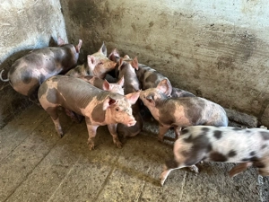 Purcei rasa petrean  - imagine 4