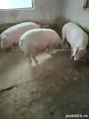 vind porci grasi    - imagine 4