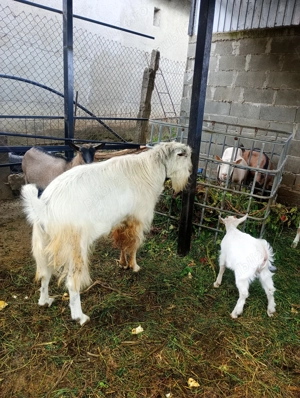 Vând tap foarte mare