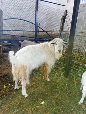 Vând tap foarte mare - imagine 2 Vând tap foarte mare - imagine 2