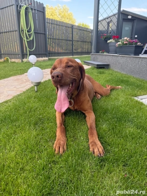 Vizsla maghiar pentru pui! mascul cu pedigree, 7 ani, Timișoara - imagine 4