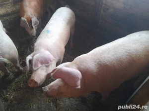 vand porc de craciun  - imagine 2