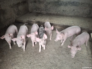 Disponibil 5 buc.mancaciosi si sănătoși  - imagine 2 Disponibil 5 buc.mancaciosi si sănătoși  - imagine 2