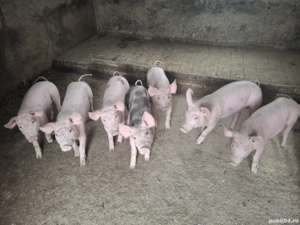 Disponibil 5 buc.mancaciosi si sănătoși 