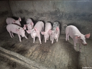 Disponibil 5 buc.mancaciosi si sănătoși  - imagine 3 Disponibil 5 buc.mancaciosi si sănătoși  - imagine 3