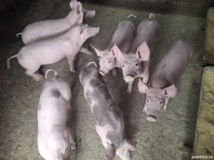 Disponibil 5 buc.mancaciosi si sănătoși  - imagine 4 Disponibil 5 buc.mancaciosi si sănătoși  - imagine 4