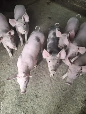 Disponibil 5 buc.mancaciosi si sănătoși  - imagine 5 Disponibil 5 buc.mancaciosi si sănătoși  - imagine 5