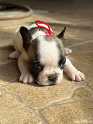 Buldog francez  - imagine 5 Buldog francez  - imagine 5