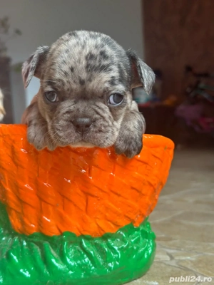 Buldog francez  - imagine 4 Buldog francez  - imagine 4