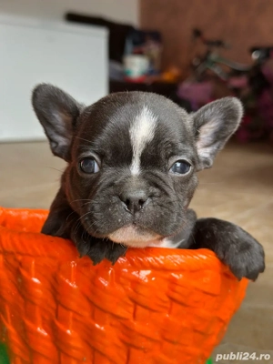 Buldog francez  - imagine 3 Buldog francez  - imagine 3