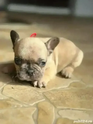 Buldog francez  - imagine 2 Buldog francez  - imagine 2