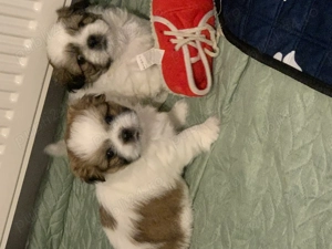 Shih-tzu talie mică