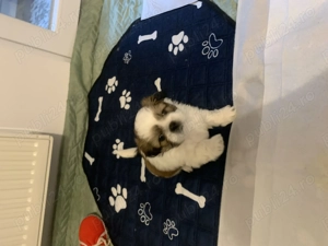 Shih-tzu talie mică  - imagine 4