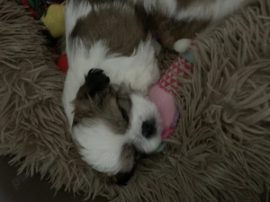 Shih-tzu talie mică  - imagine 2