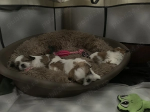 Shih-tzu talie mică  - imagine 5