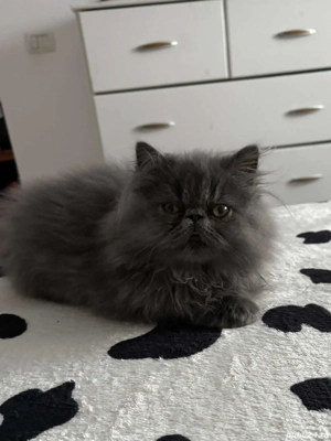 Pisic persan,cauta casa - imagine 5