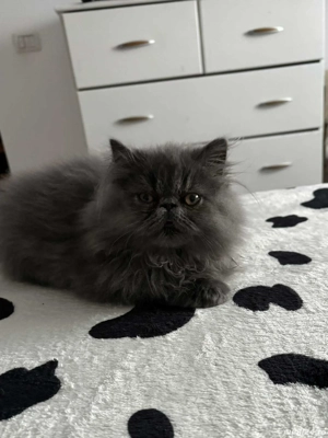 Pisic persan,cauta casa - imagine 4