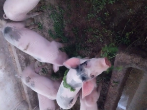 Porci de vanzare   - imagine 2