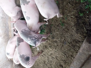 Porci de vanzare   - imagine 3