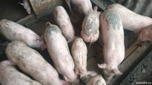 purcei 12 s - imagine 3 purcei 12 s - imagine 3